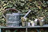 Old watering can and posies in vases against ivy-covered wall