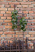 Arrangements of ivy on metal rods against brick wall