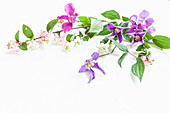 Clematis and snowberry branches on white surface
