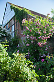 Old brick house surrounded by flowering roses