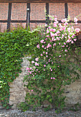 Climbing rose and Virginia creeper on façade of old brick house