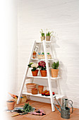 Plants and pots on white ladder shelves against brick wall