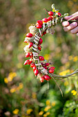 Tying a wreath of rose hips