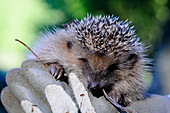 Hedgehog held in gloved hands