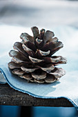 Pine cone on pale blue fabric