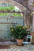 Garden chair in front of potted bird-of-paradise plant in Mediterranean courtyard