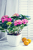 Flowering potted hydrangea next to lemons on white surface