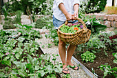 Frau erntet Gemüse im Garten
