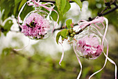 Peonies in glass spheres hung from tree