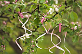 Flowering cherry tree decorated with pink clothes pegs and ribbons