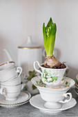 Hyacinths in old china cup