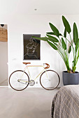 Bicycles and giant bird of paradise plant in simple bedroom