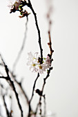 White blossom on branch of Higan cherry
