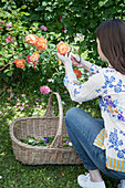 Woman cutting roses in garden