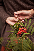 Hand holding sprig of rowan berries