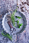 Still-life arrangement of fresh herbs