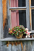 Knitted doll next to potted Gaultheria on windowsill
