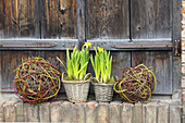Narcissus planted in baskets and balls of twigs