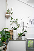 Various houseplants lined up on ledge