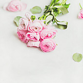 Bouquet of pink ranunculus