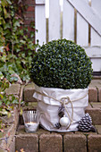 Potted box ball decorated and protected for winter on garden steps