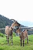 Two goats on mountain pasture