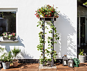 Strawberries and flowering plants on DIY plant stand