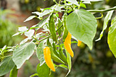 Yellow chilli peppers growing on plant