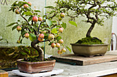 Bonsai apple tree