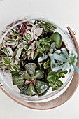 Top view of various succulents in glass jar