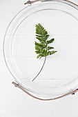 Fern leaf in jar with handle seen from above