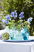 Blue delphinium in glass vases on garden table