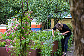 Woman picking asparagus peas (Lotus maritimus)