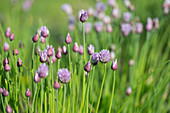 Blossoming Chives Growing Outdoors