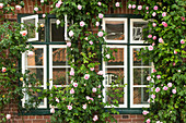 Historic Brick House Planted With Lush Rose Jewelry