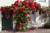 Red Climbing Rose On The House Wall, Seat In Front Of Window
