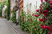 Altstadtstraße mit üppig blühenden Stockrosen vor den Fassaden