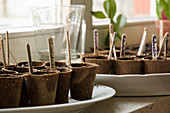 Sow In Peat Pots, Labeled With Wooden Plugs