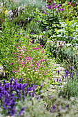 Garden path lined by beds of lavender, salvias and Moroccan toadflax (Linaria maroccana)