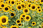 Bed of sunflowers