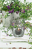 Candle lantern and purple-flowering alfalfa (Medicago sativa) on garden table