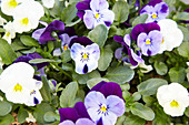 Flowering Horned Violets