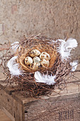 Nest aus Mühlenbeckiaranken mit Wachteleiern und weißen Federn