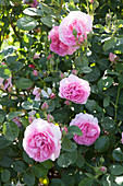 Pink blooming roses in the garden