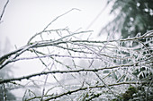 Vereiste Zweige im Winter