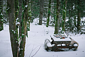 Christmas picnic in snowy forest