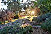 Low stone wall with illuminated lantern, surrounded by lavender in a landscaped garden