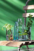 Ivy, Chinese money plant and arrowhead plant cuttings in glass containers
