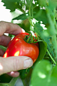 Hand hält eine Tomate an der Pflanze