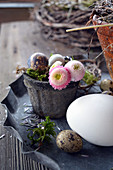 Small Pot With Flowers Of Daisies And Quail Eggs